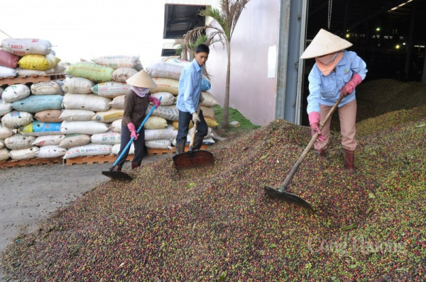 Prices continue to increase, coffee exports "aim" for 6 billion USD by 2030