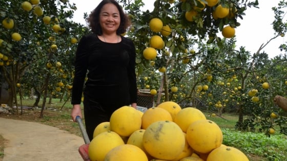 Story of ecological agriculture at the foot of Bu hill