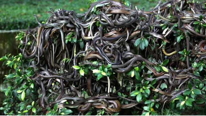 The island has hundreds of thousands of poisonous snakes, where humans dare not set foot - 2