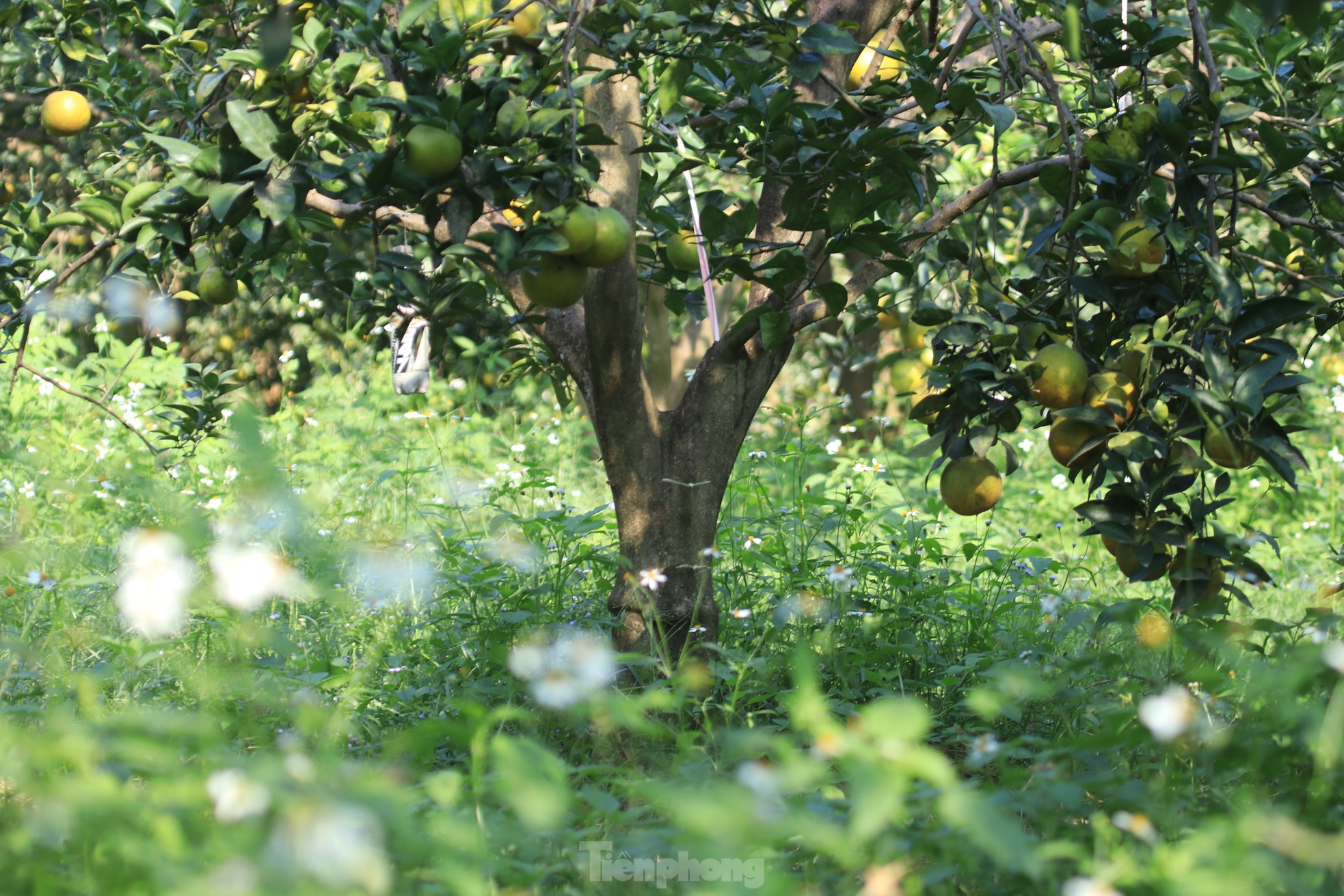 Old farmer from Nghe An reveals secret to prevent specialty oranges from falling off photo 9