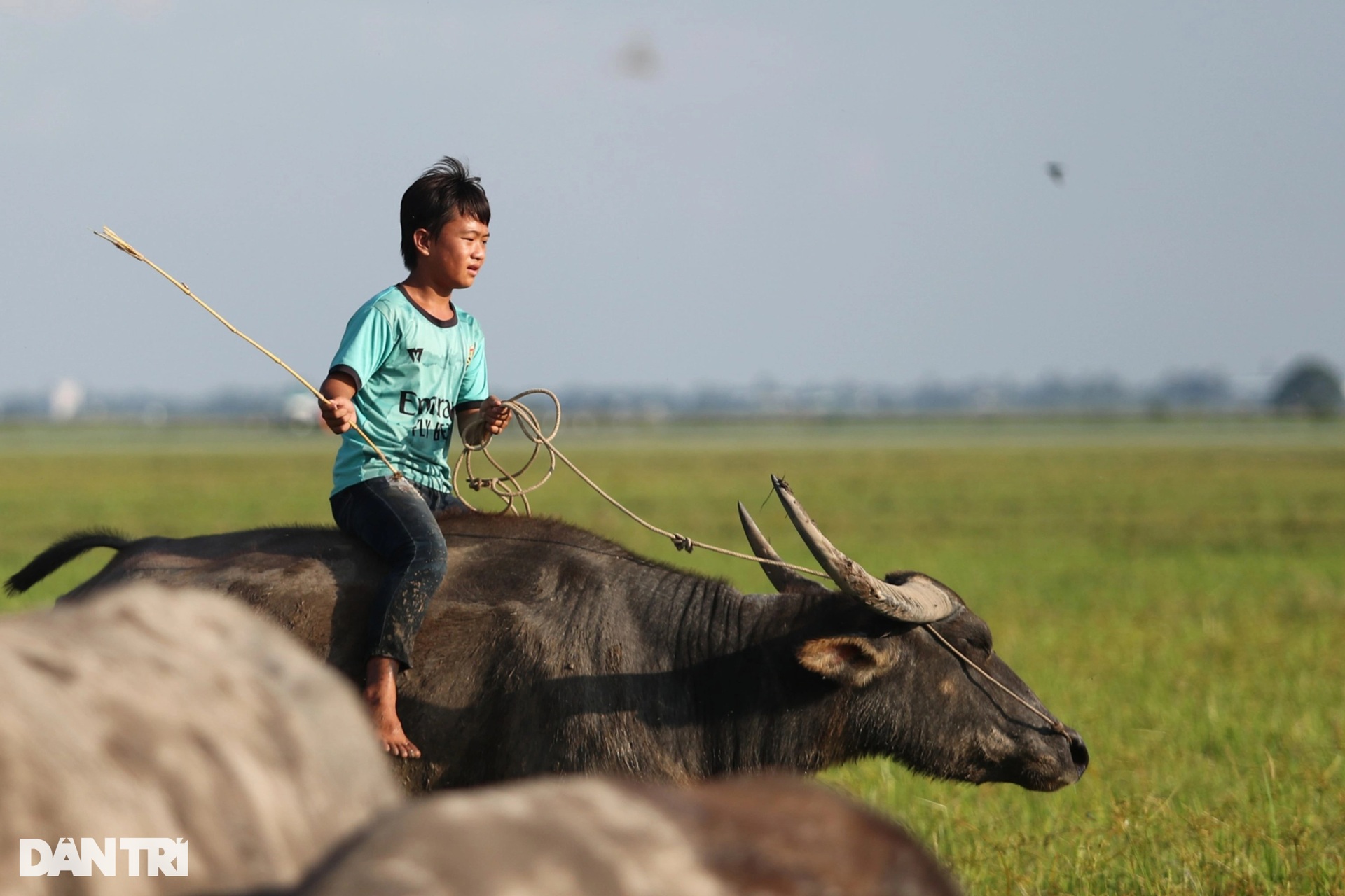 Đi tìm mùa len trâu ở cánh đồng nước nổi miền Tây - 7