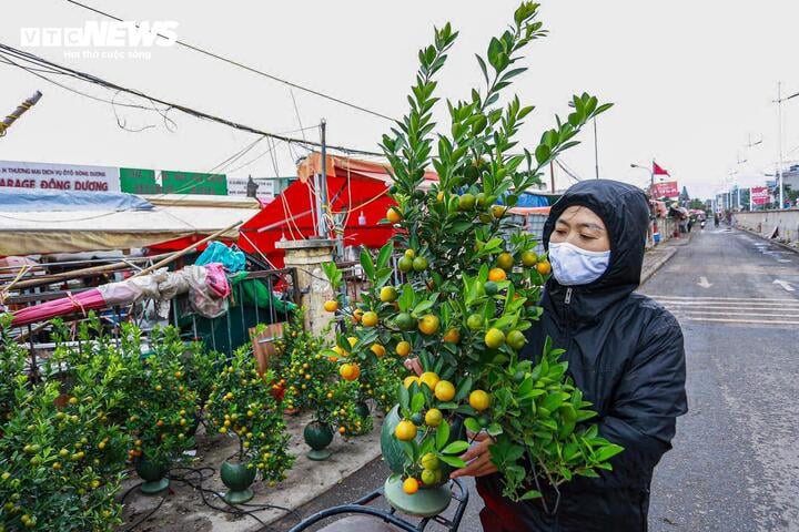 На улицах цветут персики и кумкваты, жители Ханоя с удовольствием празднуют Лунный Новый год рано – 17 декабря.