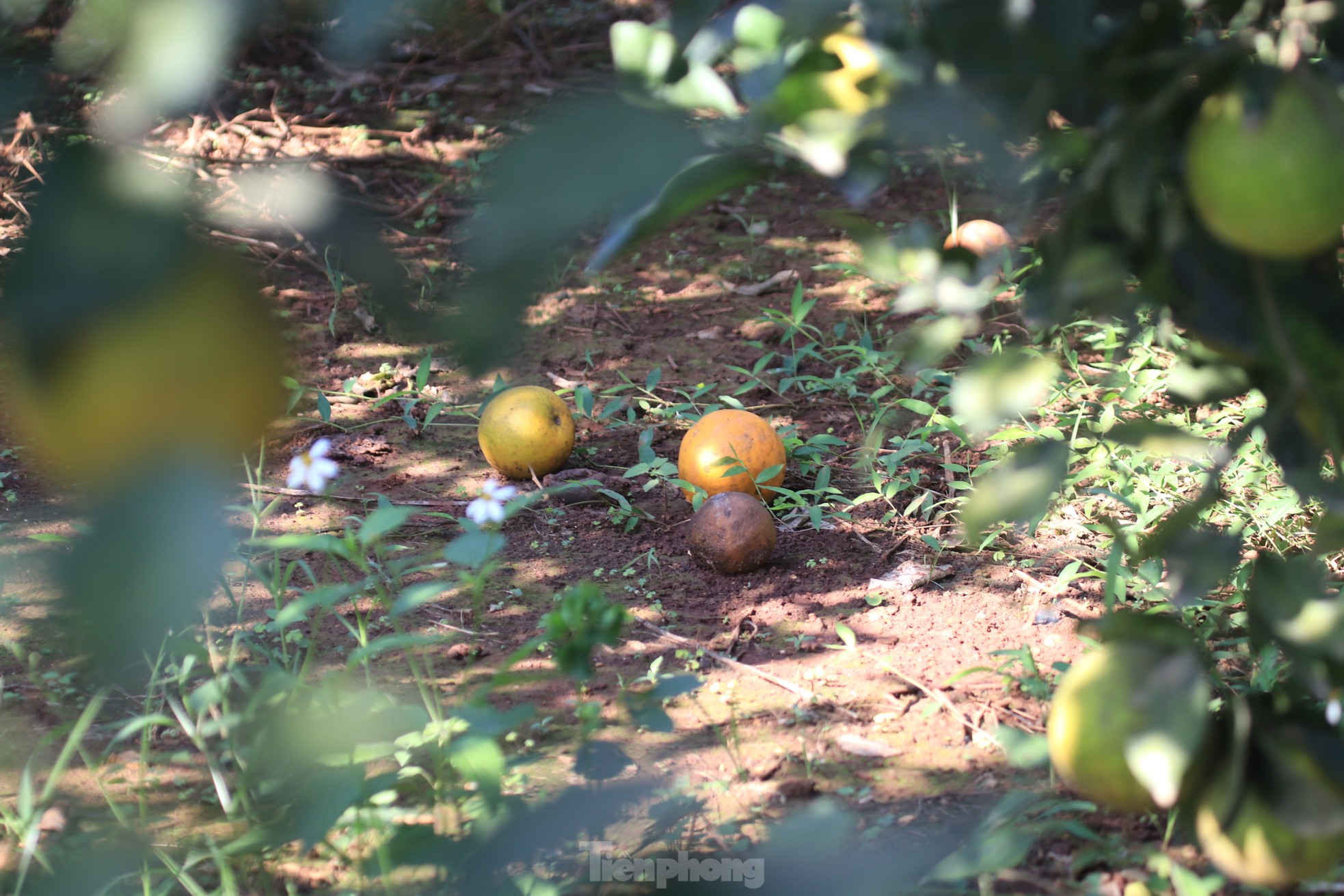 Old farmer from Nghe An reveals secret to prevent specialty oranges from falling off photo 3