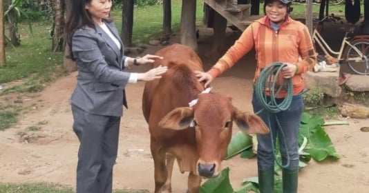 Support poor women to raise breeding cows to increase income