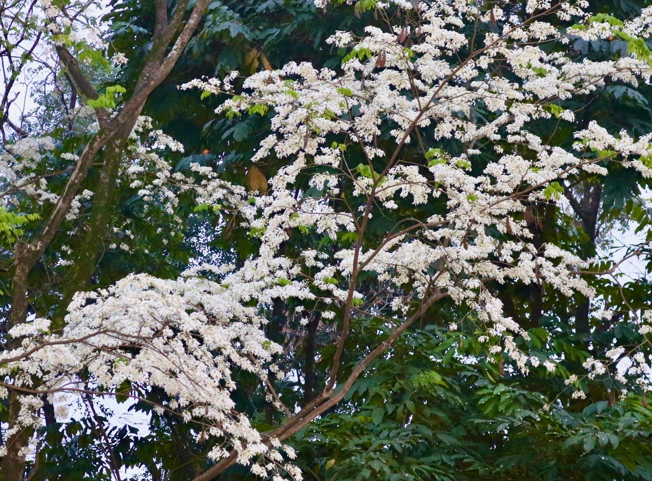 De nombreux coins de rues de Hanoi sont recouverts de neige avec la couleur blanche pure des fleurs de Sua photo 4