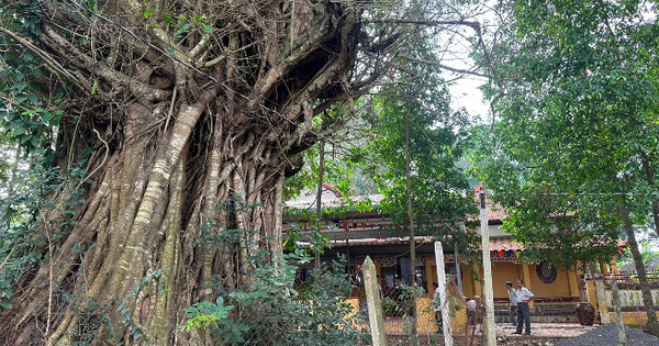 នៅទីក្រុង Binh Duong មានដើមឈើបុរាណចំនួនពីរទៀត ដែលជាដើមឈើបេតិកភណ្ឌ និងដើមគឿងដែលបង្កើតគ្រាប់ពូជឆ្ងាញ់ៗ។