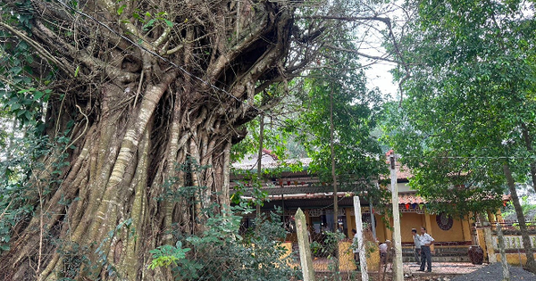 In Binh Duong, there are two more ancient trees which are Heritage trees, and one kơ nia tree that produces delicious nuts.