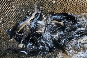 Trial farming of sturgeon on Da River