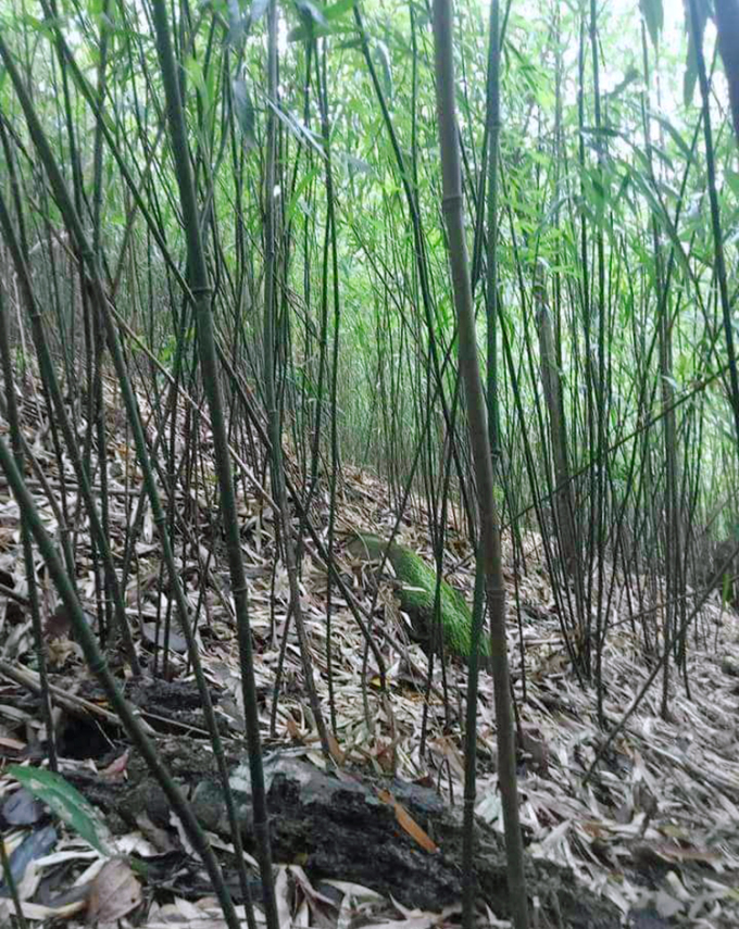 Loi tree grows on the top of Phu Loi mountain, Tan Ky district. Photo: Hung Le