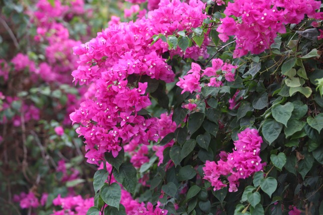 The stunningly beautiful bougainvillea road leading to Ho Chi Minh City National University photo 2