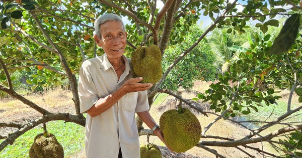 Cultivando una extraña yaca sin semillas, una fruta grande, sin semillas, ¿cómo puede un agricultor de Can Tho venderla para ganar miles de millones?