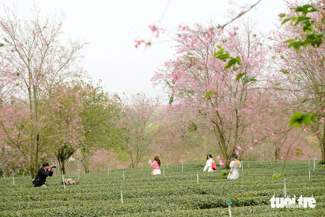 Mai anh đào Đà Lạt đã nở, đồi chè Cầu Đất tấp nập du khách - Ảnh 7.