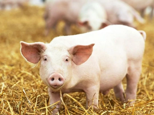 Schweinepreis am 10.11.2024: Schweinemarkt verändert sich positiv