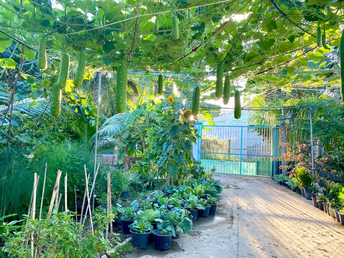 Vườn rau trái trĩu quả của chàng trai liệt hai chân ở miền Tây gây 