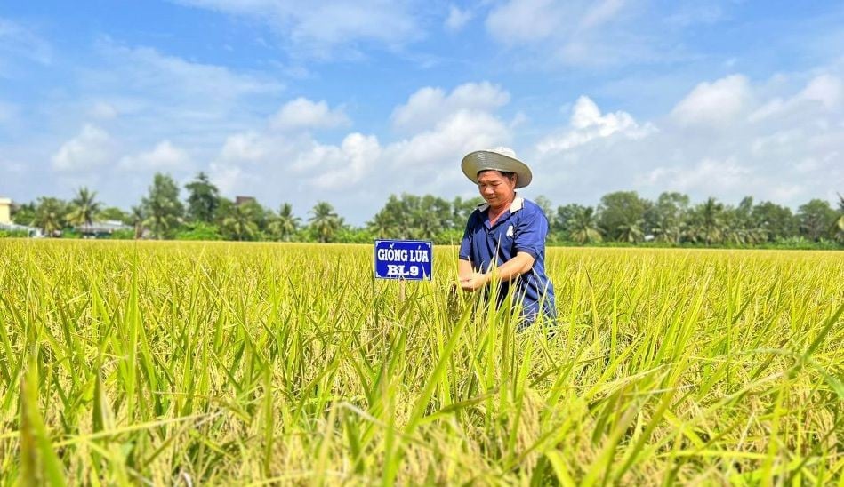 ประกาศพันธุ์ข้าว BL9 สำหรับการจำหน่ายพิเศษ