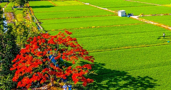 'Loco' por el solitario árbol de poinciana real en medio de un campo de espinacas de agua en la ciudad de Ho Chi Minh