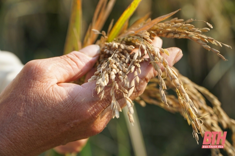 Los agricultores de Hop Ly cosechan temprano los campos de arroz inundados