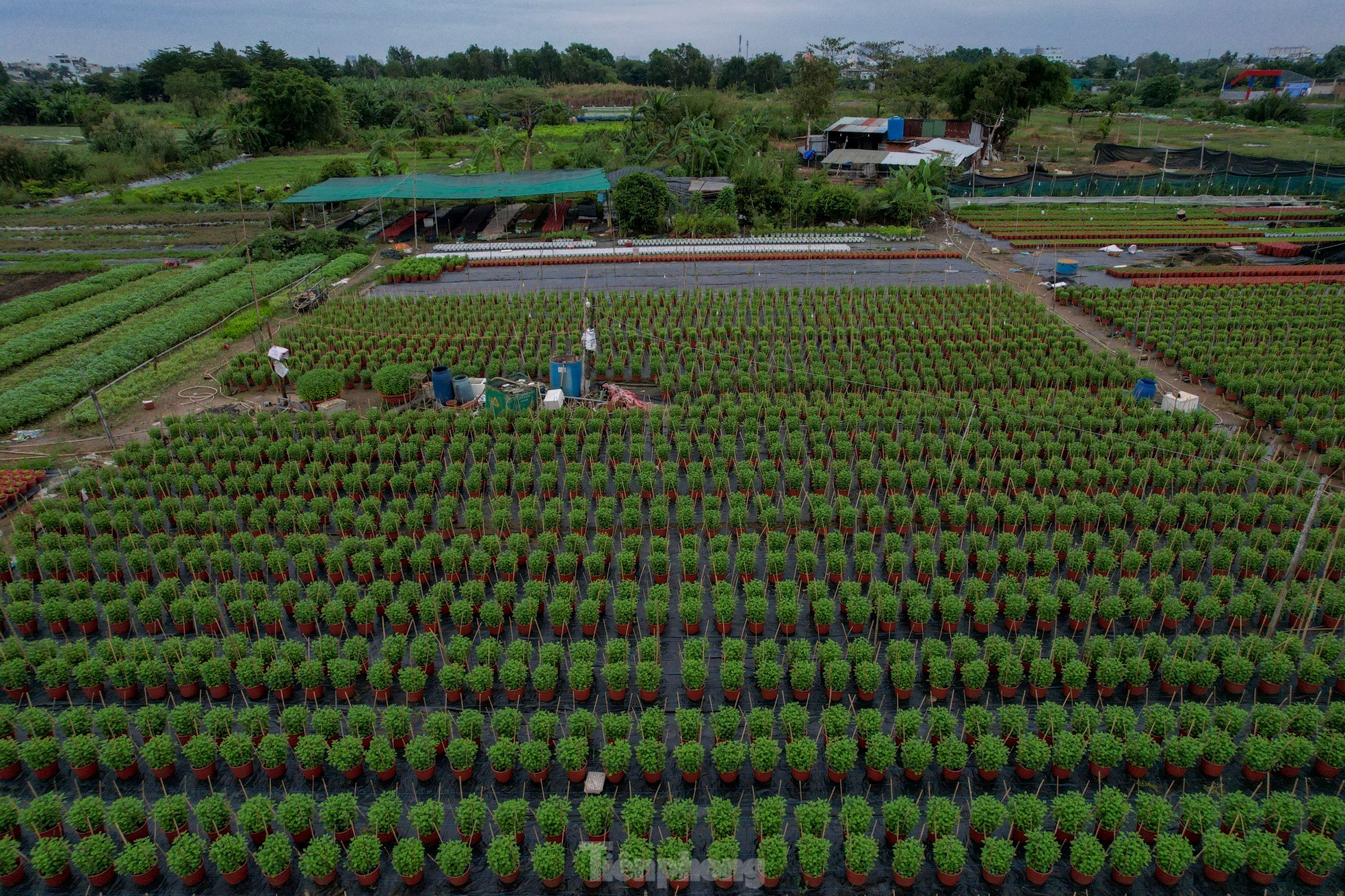 El pueblo de flores del Tet más grande de la ciudad de Ho Chi Minh está 'distorsionado' por el clima foto 10