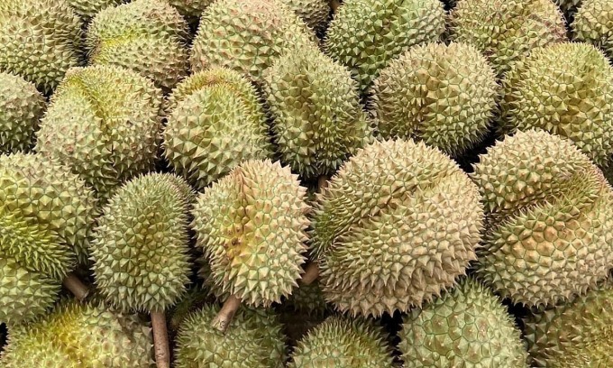 ทุเรียนหมอนทองถูกซื้อและนำเข้าโกดังของบริษัทส่งออก ภาพโดย: Linh Dan