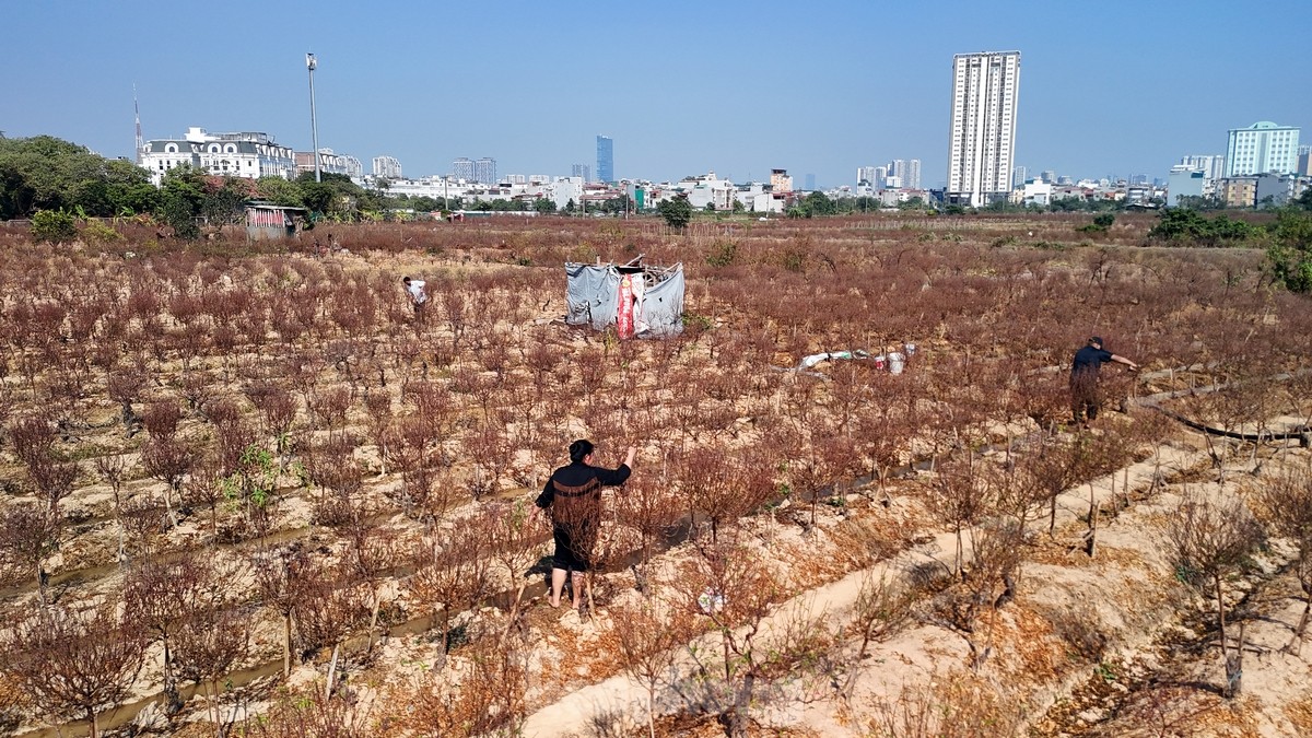 អ្នក​ដាំ​ផ្លែ​ប៉េស ឡា កា កំពុង​មមាញឹក​ក្នុង​ការ​រៀបចំ​បុណ្យ​តេត រូបថត ២