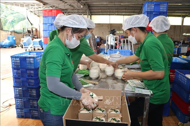 Prepare conditions for exporting fresh coconut