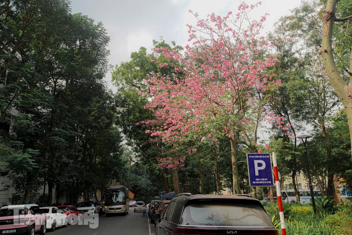 Bewundern Sie die faszinierende Pracht der wunderschönen Blumen im Herzen von Hanoi Foto 1