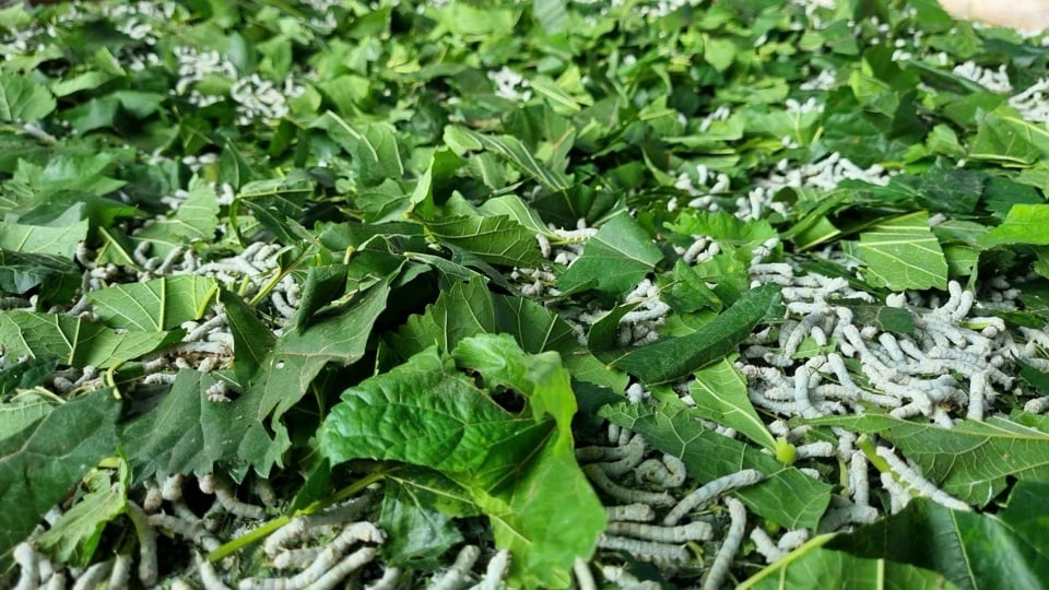 Mulberry growing and silkworm raising were once popular occupations in the Phuoc Giang riverside area.