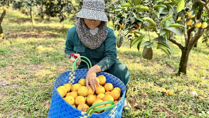 Thời điểm này, mỗi ngày HTX Trà Sơn bán ra thị trường từ 2 - 3 tấn cam giòn với giá 90.000đ/kg. Ảnh: Ánh Nguyệt.