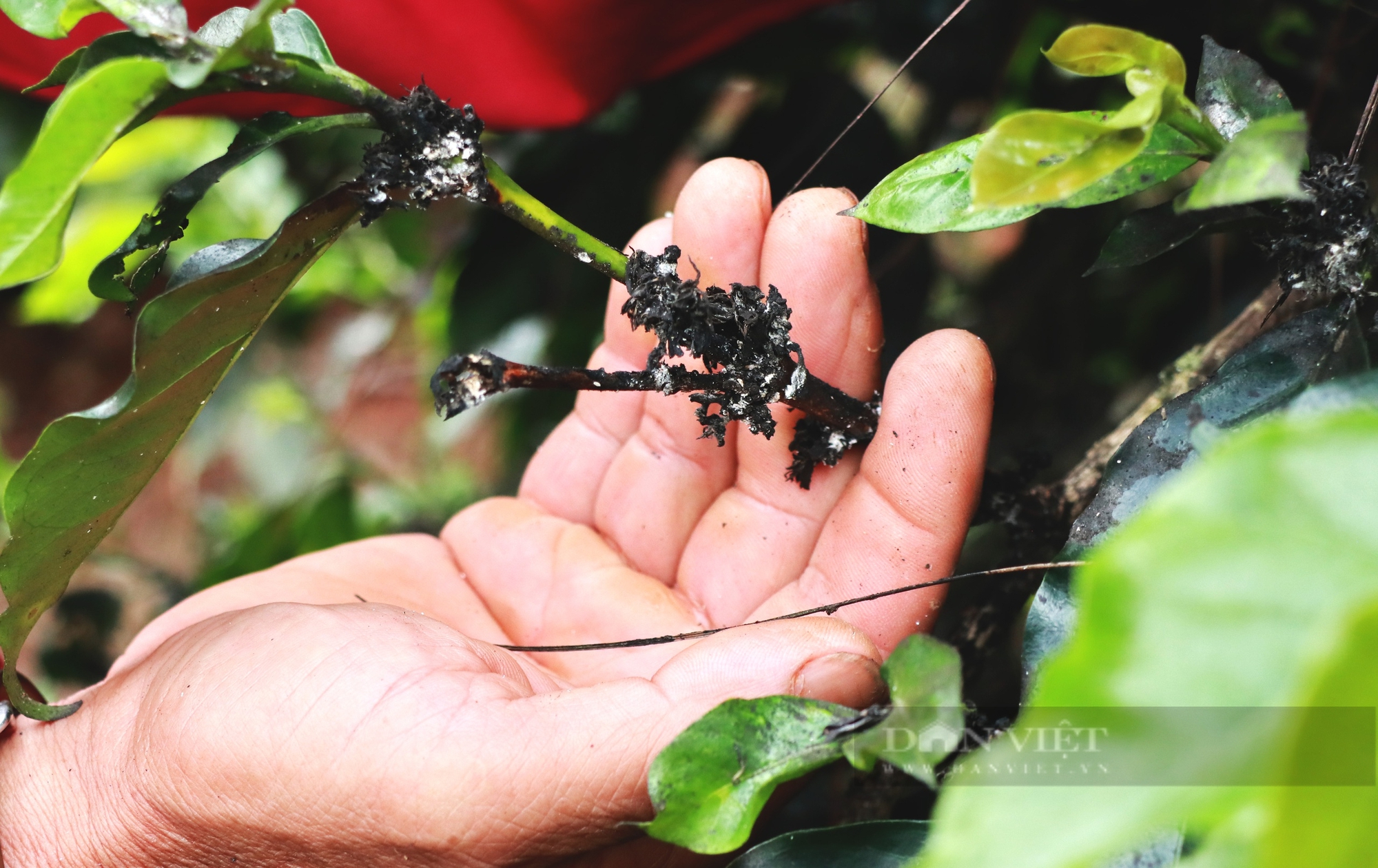 Người dân phản ánh Nhà máy xử lý rác thải rắn tại Đà Lạt 