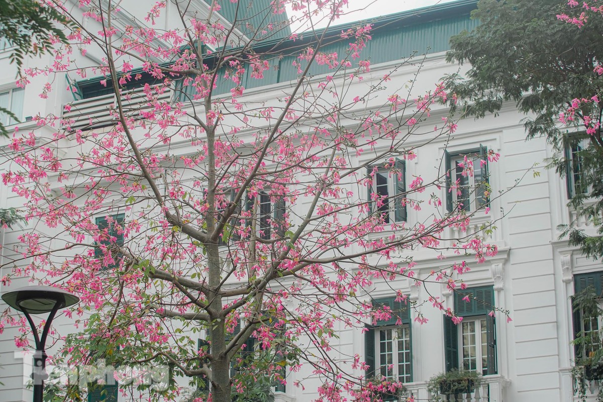 Bewundern Sie die bezaubernde Pracht der wunderschönen Blumen im Herzen von Hanoi Foto 4