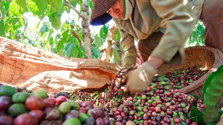 Les prix du café arabica s'affaiblissent sous la pression de la nouvelle récolte brésilienne