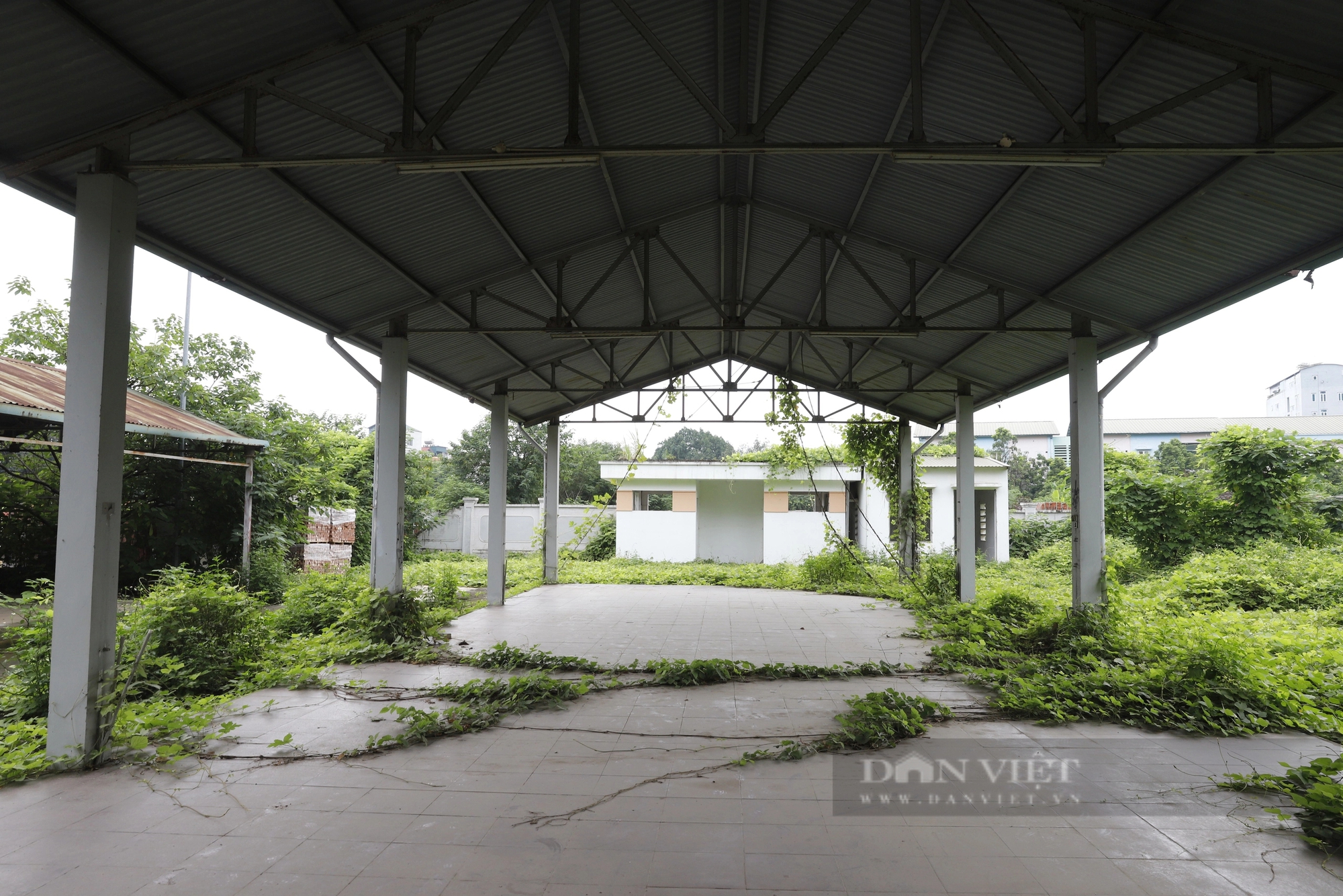 Chợ bỏ hoang ở Hà Nội: Dây leo chằng chịt, kim tiêm vương vãi tại ngôi chợ hơn 20 tỷ đồng- Ảnh 8.