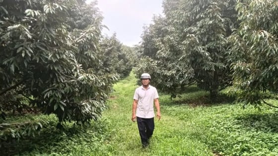 Durian-Garten mit einem Gewinn von 15 Milliarden VND pro Jahr für einen hervorragenden vietnamesischen Bauern