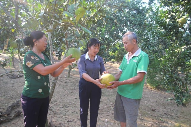 Le secret pour faire sortir le pamplemousse Muc de Lao Cai, aidant les gens à développer l'économie photo 2