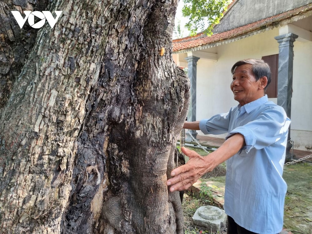 Higuera única de 300 años en Bac Giang