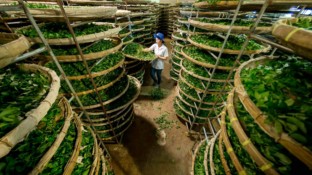 Every year, Lam Dong tea industry exports about 15 thousand tons, earning 34.5 million USD. Photo: Vo Dinh Quyt