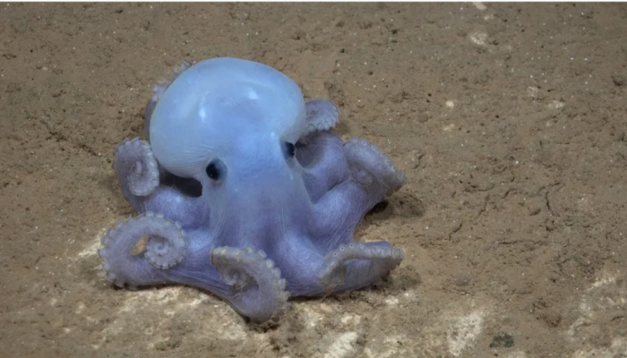 'Ghost octopus' and 'spaghetti monster' discovered in underwater mountain