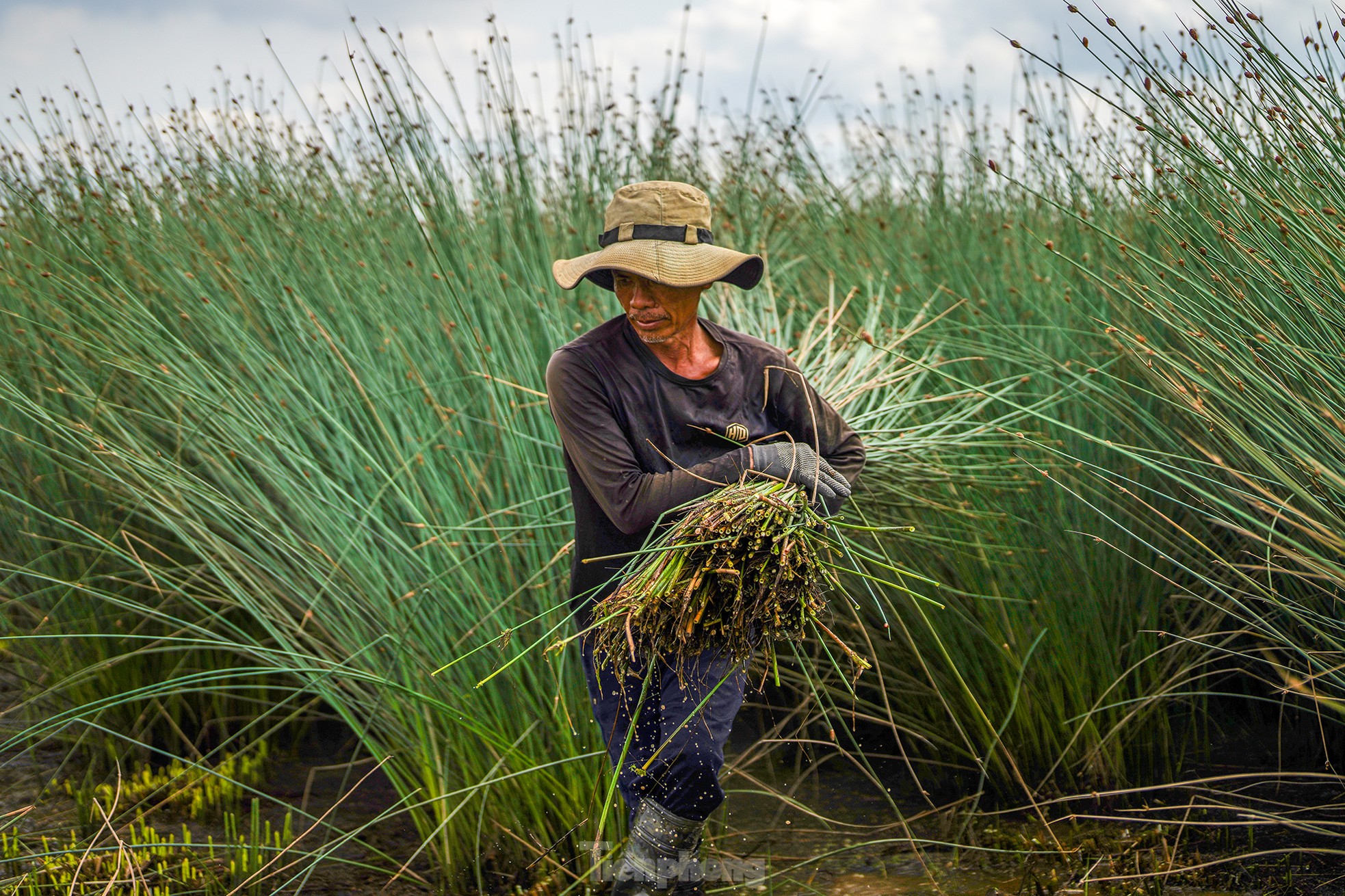 Variedad de césped fácil de cultivar que genera cientos de millones de dongs en ingresos. Foto 8