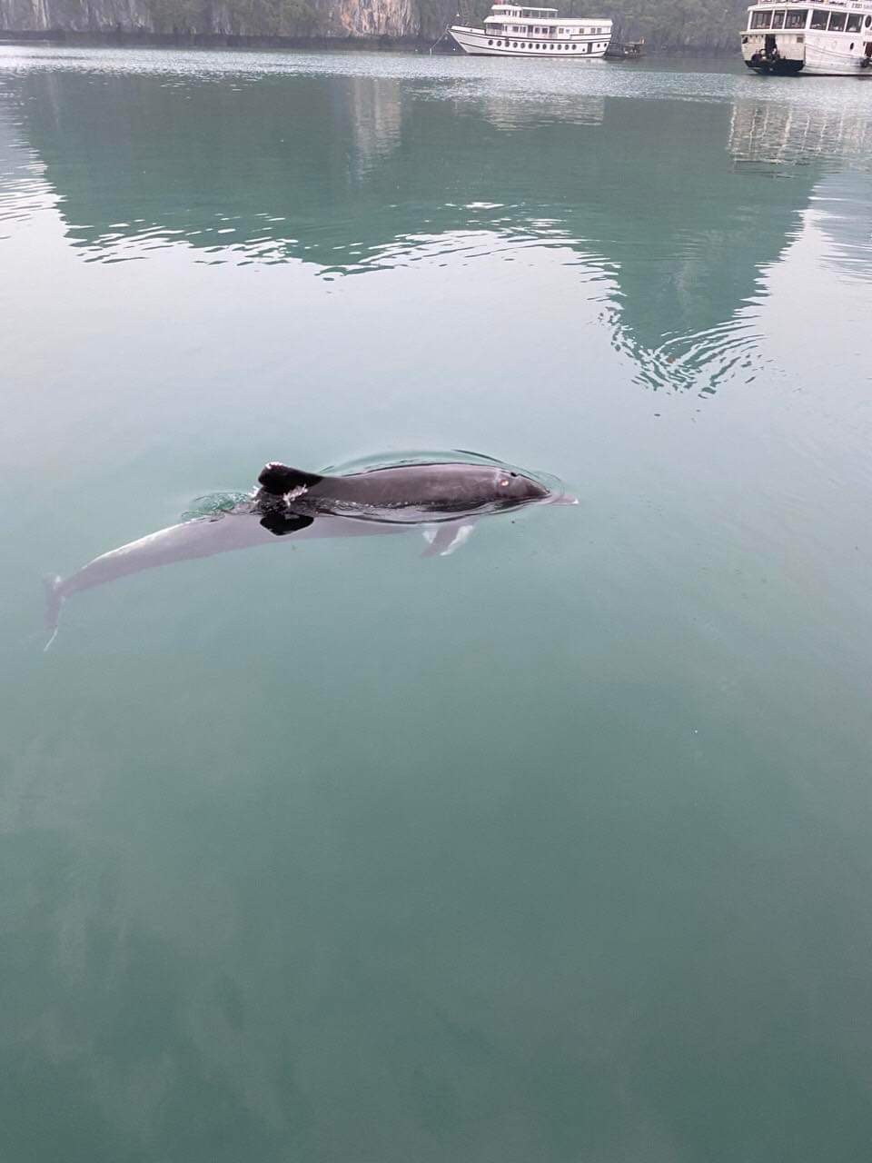 Delfine tauchen in der Ha Long Bucht auf