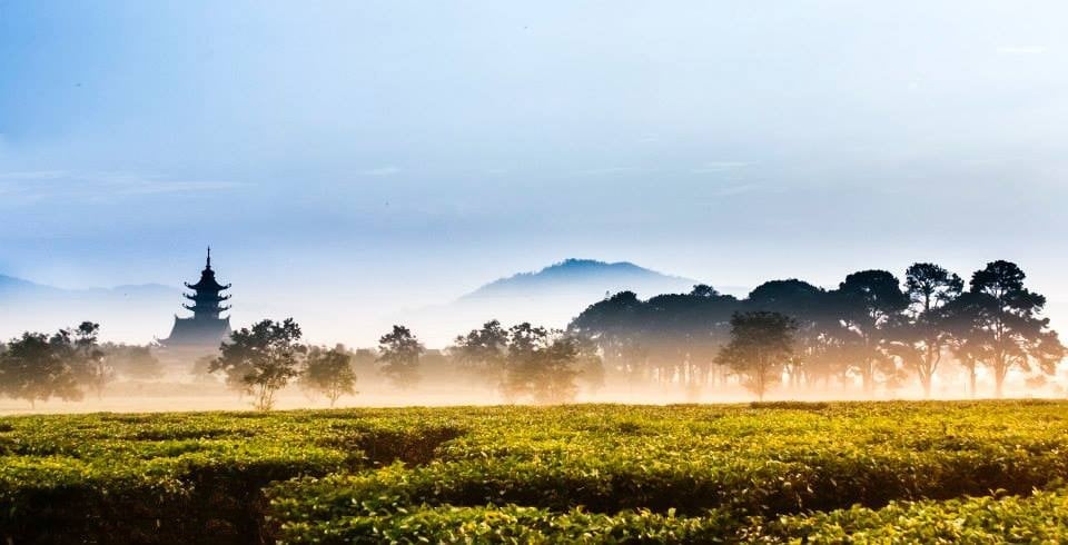 Cuối hàng thông cổ thụ là ngôi chùa Bửu Minh linh thiêng. Ảnh: Công Ngô