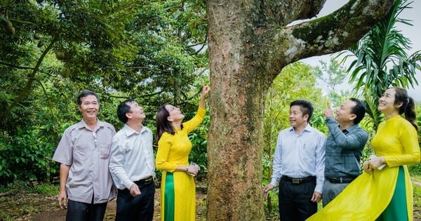 ต้นทุเรียน “เก่าแก่ที่สุด” ในพื้นที่สูงตอนกลางของประเทศ เพิ่งประมูลผลได้ 1 ผล ทำรายได้ทันที 350 ล้านดอง