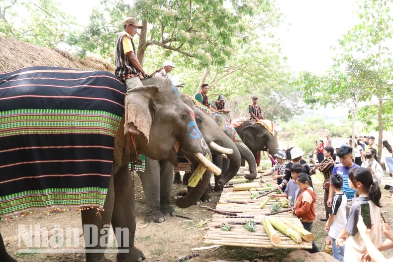 [Photo] ท่องเที่ยวเป็นมิตรกับช้าง ภาพที่ 6