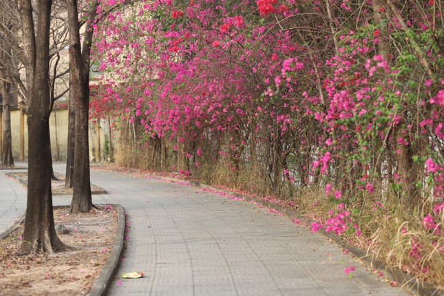 The stunningly beautiful bougainvillea path leading to Ho Chi Minh City National University photo 4