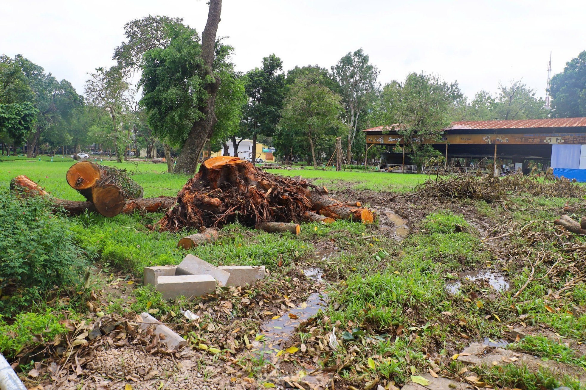 ¿Por qué los parques de Hanoi todavía están llenos de árboles caídos? foto 7