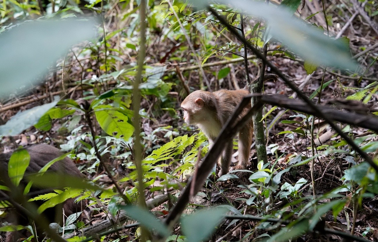 Ranger journey into the forest to set camera traps in Pu Huong Nature Reserve photo 12