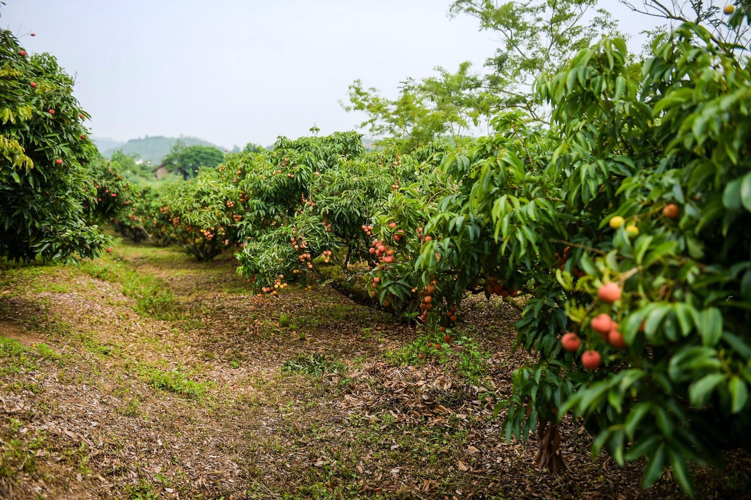 Sự kiện - Biển người nô nức tham dự chương trình du lịch Lục Ngạn mùa vải chín (Hình 8).