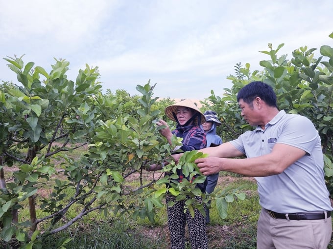 លោក ង្វៀន វ៉ាន់ហាន ពិនិត្យមើលសួនផ្លែត្របែក បន្ទាប់ពីកាត់ផ្លែខ្ចី។ រូបថត៖ Tam Phung។