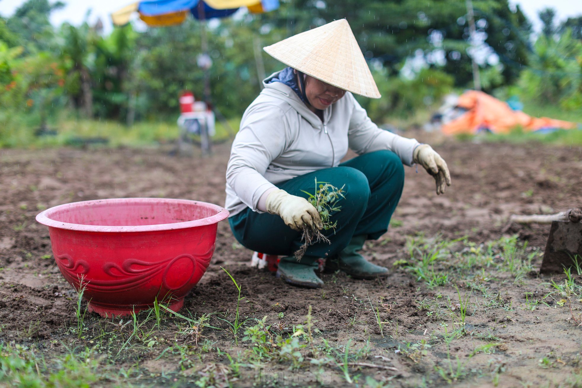 El pueblo de flores del Tet más grande de la ciudad de Ho Chi Minh está 'distorsionado' por el clima foto 12