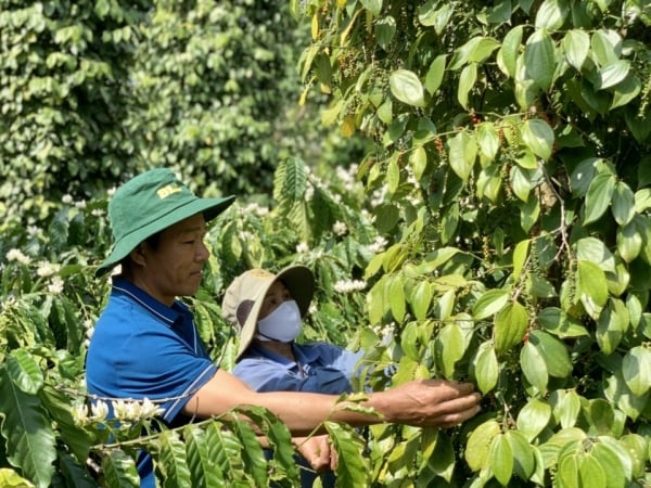 Giảm nhẹ 1.000 đồng/kg tại Đắk Lắk, Đắk Nông