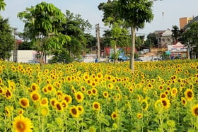 Welcome the sunshine with bright yellow sunflowers at Van Lang Park